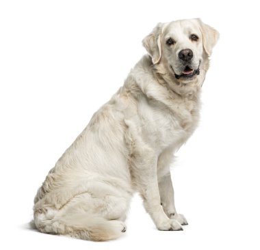 Golden Retriever, 3.5 yaşında, beyaz izole