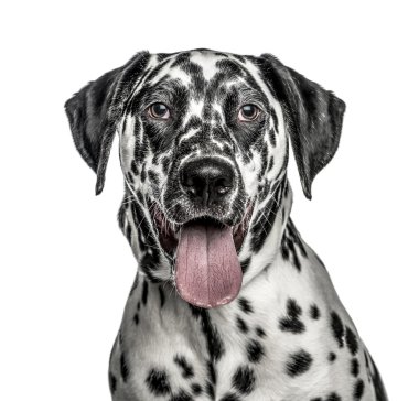 Dalmaçya, 7 aylık close-up, izole üzerinde beyaz