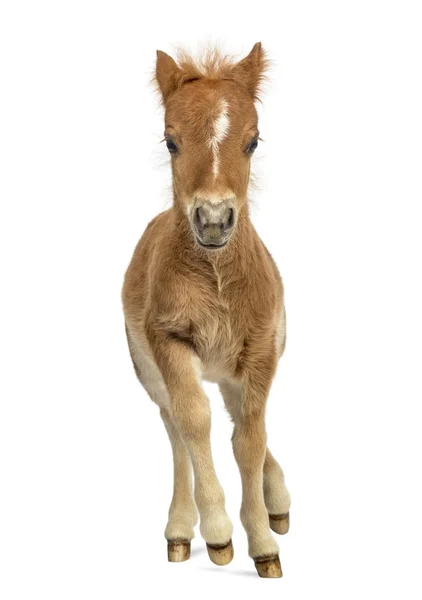 年轻的 poney，小马驹在白色背景下小跑 — 图库照片