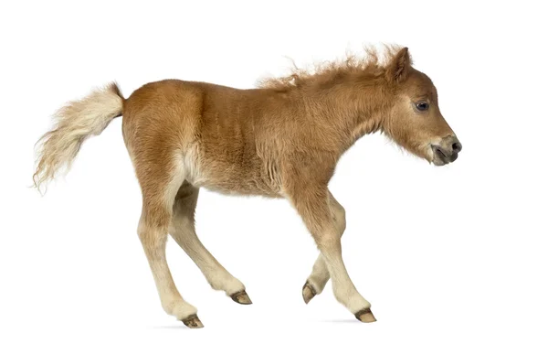 Seitenansicht eines Ponys, Fohlen trabt vor weißem Hintergrund — Stockfoto