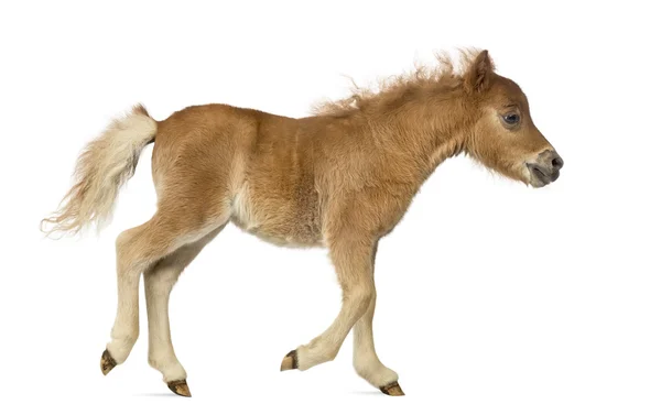 Zijaanzicht van een pony, veulen draven tegen witte achtergrond — Stockfoto