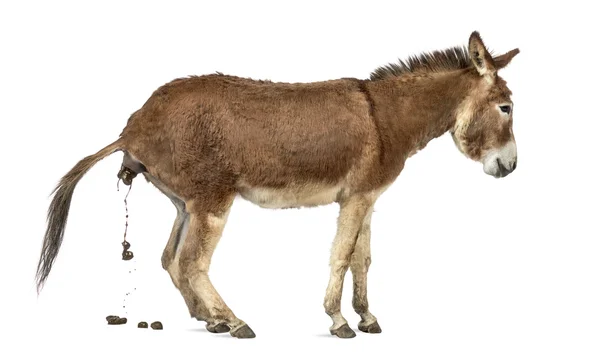 Seitenansicht einer provence Esel Stuhlgang isoliert auf weiß — Stockfoto