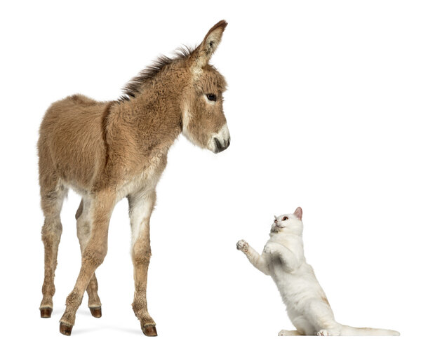 Провансский жеребенок играет с британским короткошерстным котом
