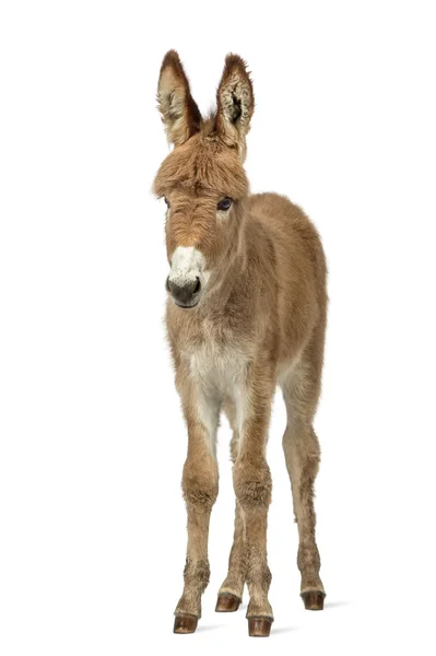 Provence donkey foal isolated on white — Stock Photo, Image