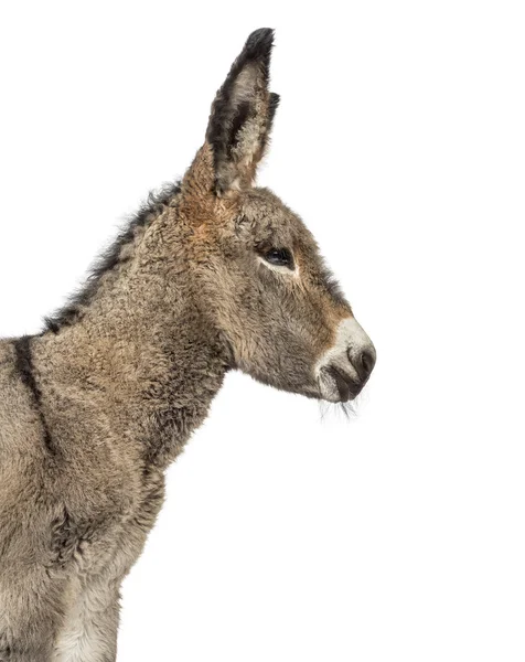 Primer plano de un potro burro provence aislado en blanco —  Fotos de Stock