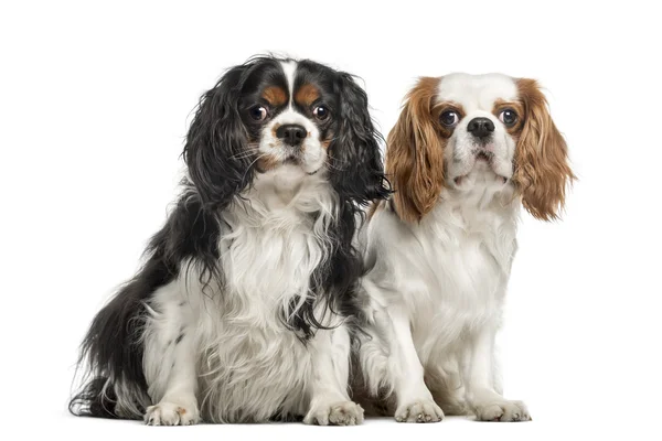 Two Cavalier King Charles Spaniels, sitting together — Stock Photo, Image