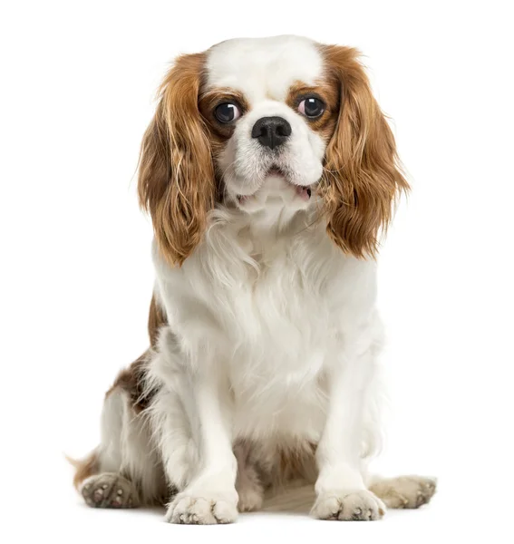 Cavalier King Charles Spaniel, na białym tle — Zdjęcie stockowe