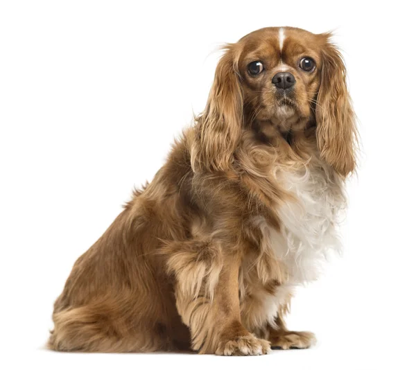 Cavalier King Charles Spaniel, na białym tle — Zdjęcie stockowe