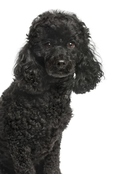 Close-up de Poodle olhando para a câmera, isolado em branco — Fotografia de Stock