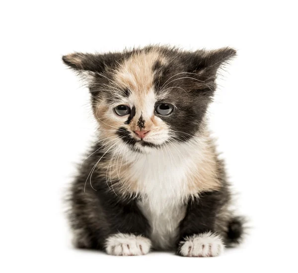 Chaton européen à poil court, 1 mois, isolé sur blanc — Photo