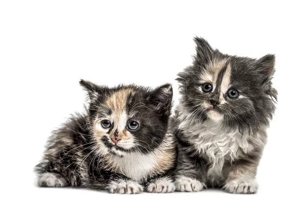 Due gattini europei Shorthair, 1 mese, isolati su bianco — Foto Stock