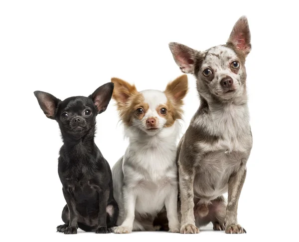 Gruppe von Chihuahuas sitzen zusammen, isoliert auf weiß — Stockfoto