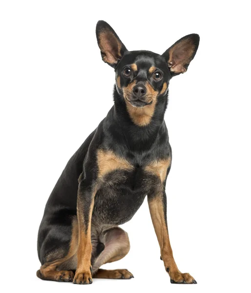 German Pinscher, 2 years old, isolated on white — Stock Photo, Image