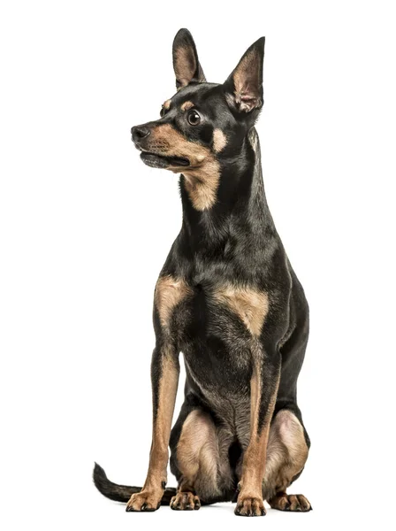 German Pinscher, 2 years old, isolated on white — Stock Photo, Image