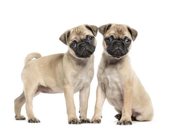 İki Pug yavrusu, 3 aylık beyaz izole — Stok fotoğraf