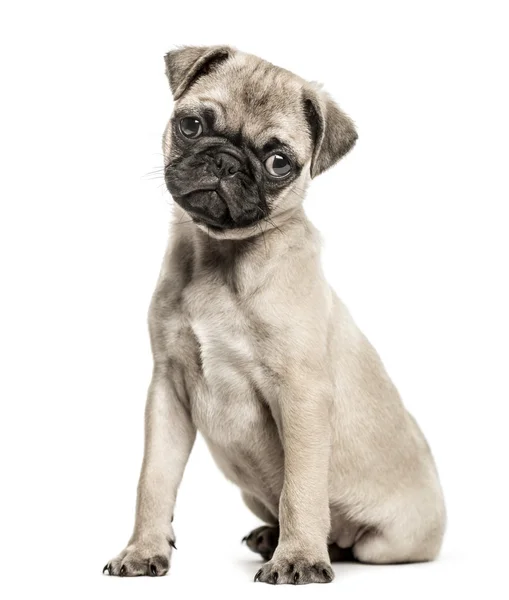 Pug puppy, 3 months old, isolated on white — Stock Photo, Image