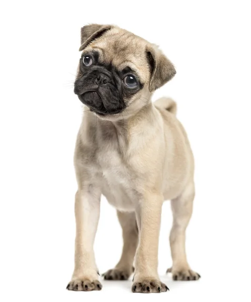Pug puppy, 3 months old, isolated on white — Stock Photo, Image
