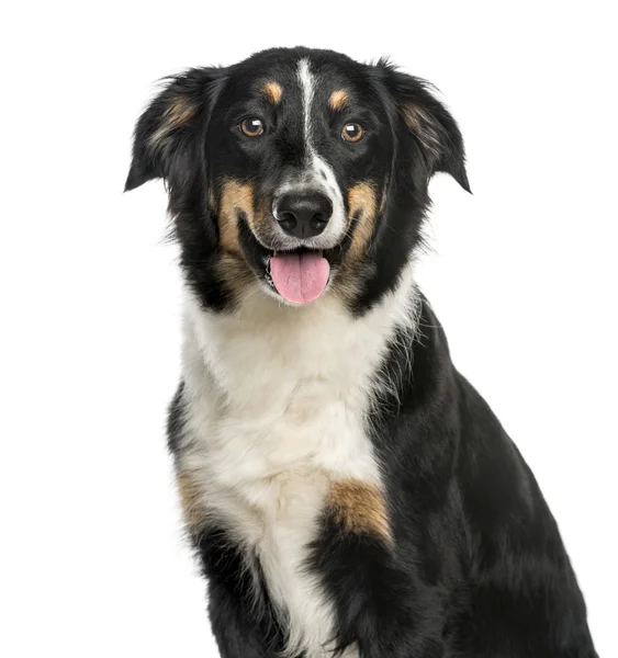 Close-up de Border Collie, 9 meses, isolado em branco — Fotografia de Stock