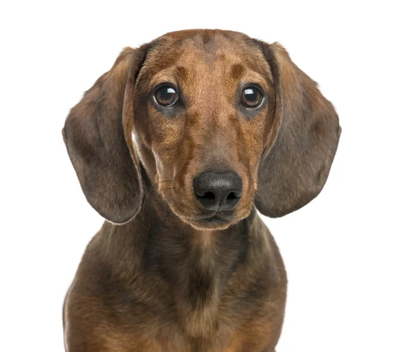 Close-up de Dachshund, 6 meses, isolado em branco — Fotografia de Stock