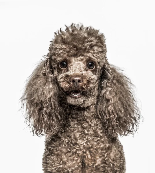 Close-up of Poodle, 6 years old, isolated on white — Stock Photo, Image