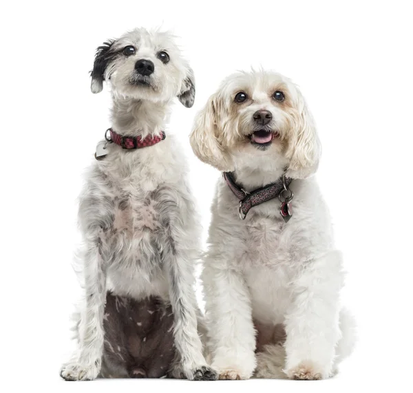 Due cani di razza mista, seduti insieme — Foto Stock