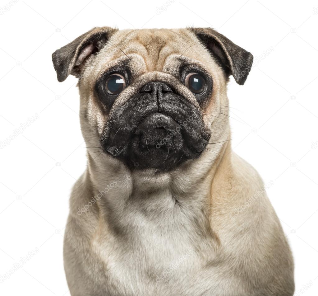 Close-up of Pug looking at camera, isolated on white