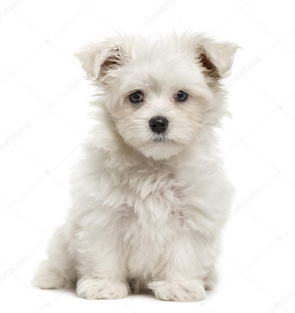 Maltese puppy, 3 months old, isolated on white