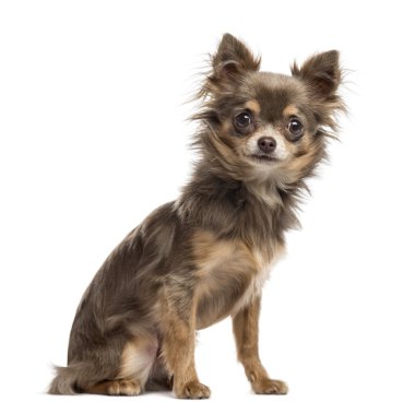 Chihuahua köpek yavrusu, 6 ay yaşlı, beyaz izole