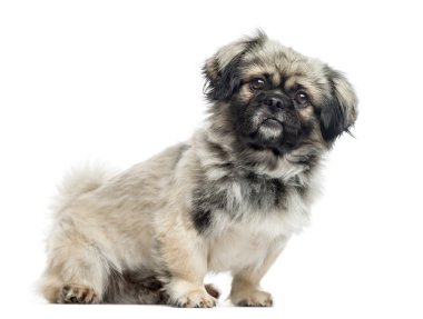  Pekingese, 2 yaşında, beyaz izole