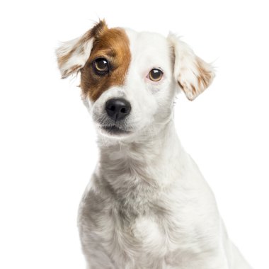 Jack Russell Terrier, beyaz izole Close-Up