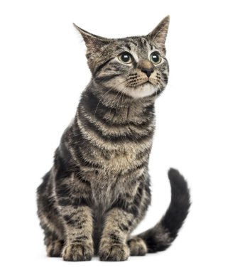 Avrupa stenografi kedi yavrusu, 3 aylık beyaz izole