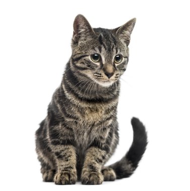 Avrupa stenografi kedi yavrusu, 3 aylık beyaz izole