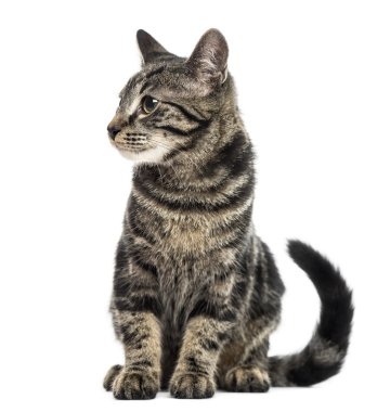 Avrupa stenografi kedi yavrusu, 3 aylık beyaz izole