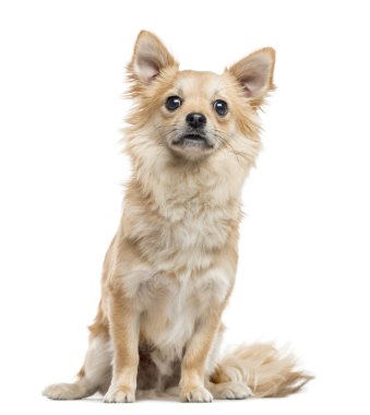 Chihuahua, 11 aylık beyaz izole