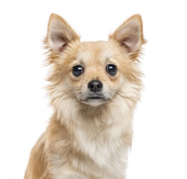Close-Up Chihuahua, 11 aylık, izole üzerinde beyaz