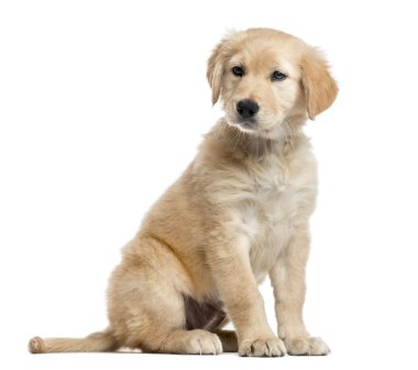  Çapraz-cins Labrador yavru, 2 aylık beyaz izole
