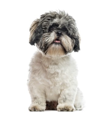 Shih Tzu, 1 yaşında, oturan, beyaz izole