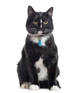 Avrupa stenografi, 1 yaşında, oturan, beyaz izole