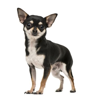 Beyaz izole bir chihuahua köpek yavrusu önden görünümü
