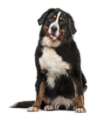 Islak Bernese dağ köpek nefes nefese üzerinde beyaz izole