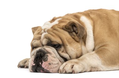 Beyaz izole uyku bir İngilizce bulldog yan görünüm