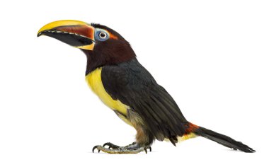 Yeşil aracari beyaz izole