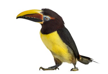 Yeşil aracari beyaz izole