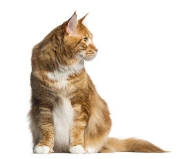 Maine Coon kedi oturma üzerine beyaz izole