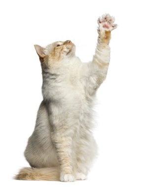 Yukarıya bakıp kadar beyaz izole pawing Birman kedisi