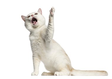 Britanya ile ilgili stenografi oturan ve üzerinde beyaz izole çalmaya