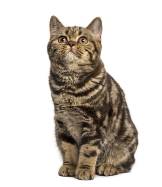 Beyaz izole bir Britanya ile ilgili stenografi oturan Önden Görünüm