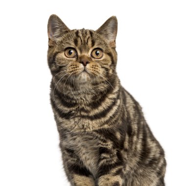 Bir Britanya izole üzerinde beyaz seyir ile ilgili stenografi Close-Up