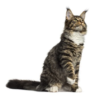 Beyaz izole Maine Coon oturma