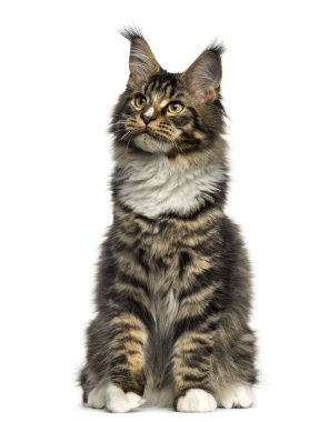 Bir Maine Coon oturan beyaz izole Önden Görünüm